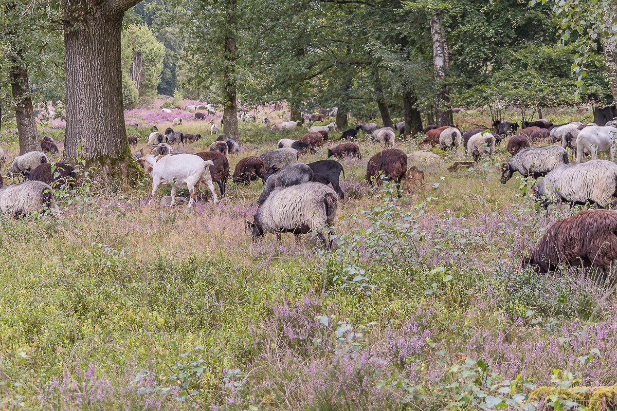 Leopold Nagler – Lüneburger Heide Impressionen 10/2021