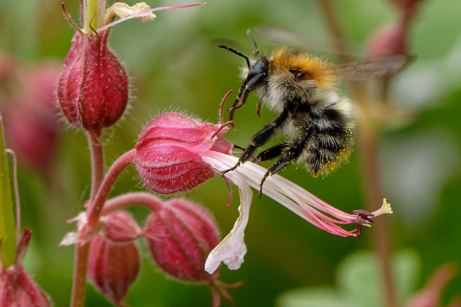 Vereinsmeisterschaft 2021 – Thema: INSEKTEN