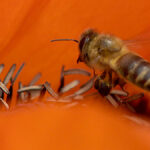2_Insekten_Slider