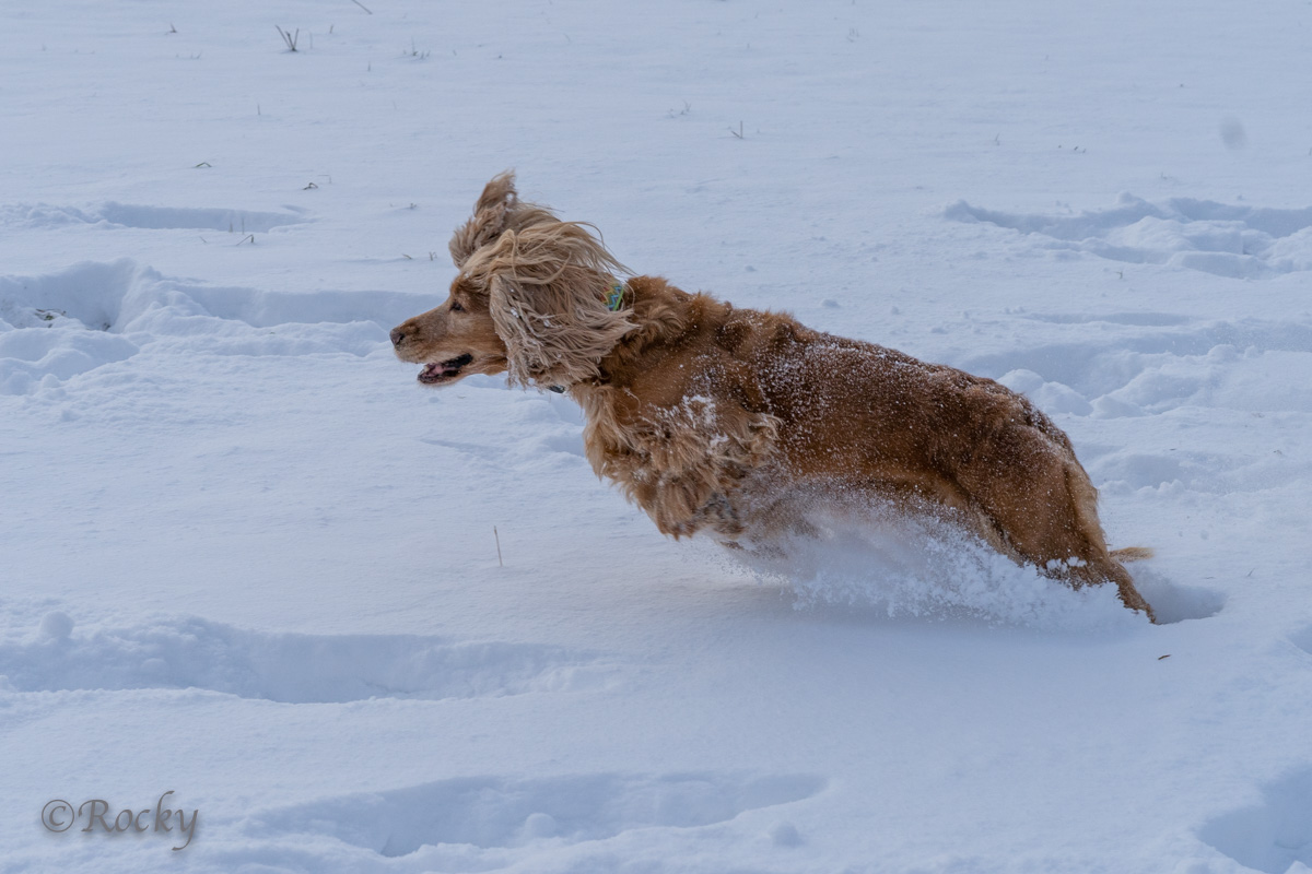 Herbert Rockenschaub – Hunde im Schnee 03/22