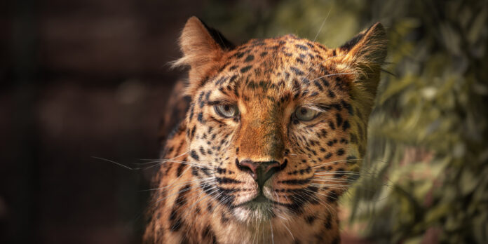 Tierpark Haag_Titel