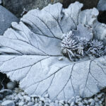 winter11