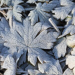 winter2