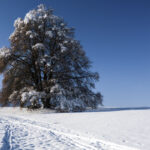 winter6