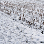 winter7