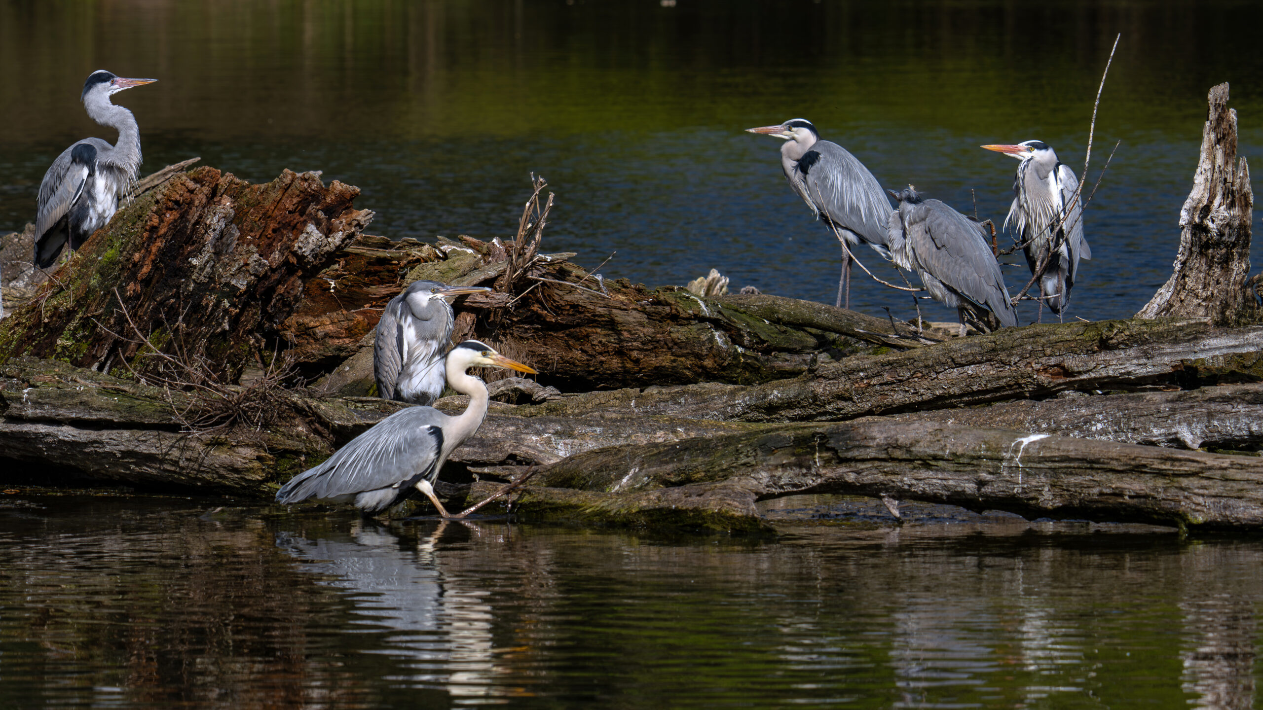 Peter Grossauer – Die Reiherinsel im Wasserpark