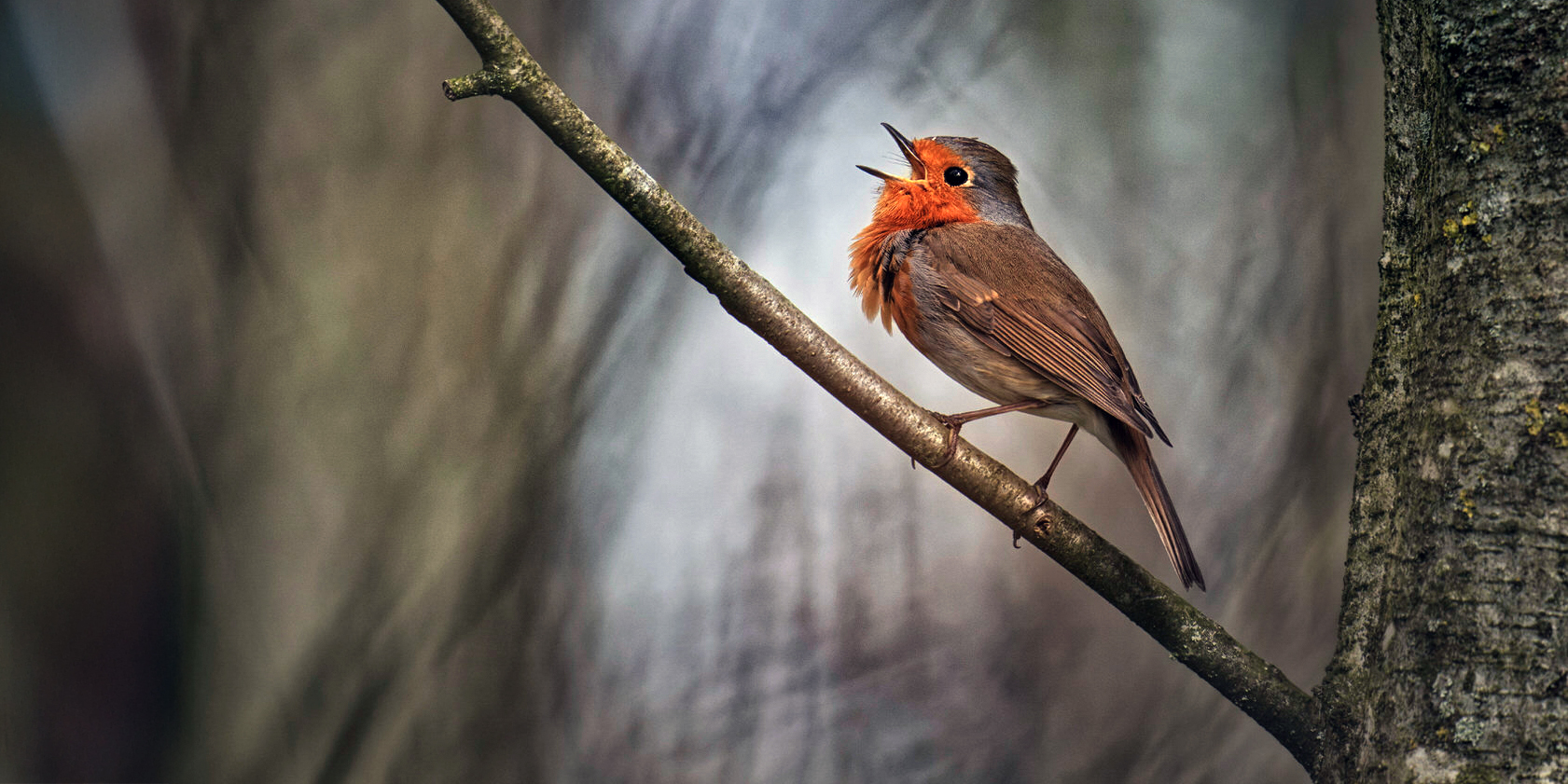 Vereinsmeisterschaft 2025 – Thema: FREI 1