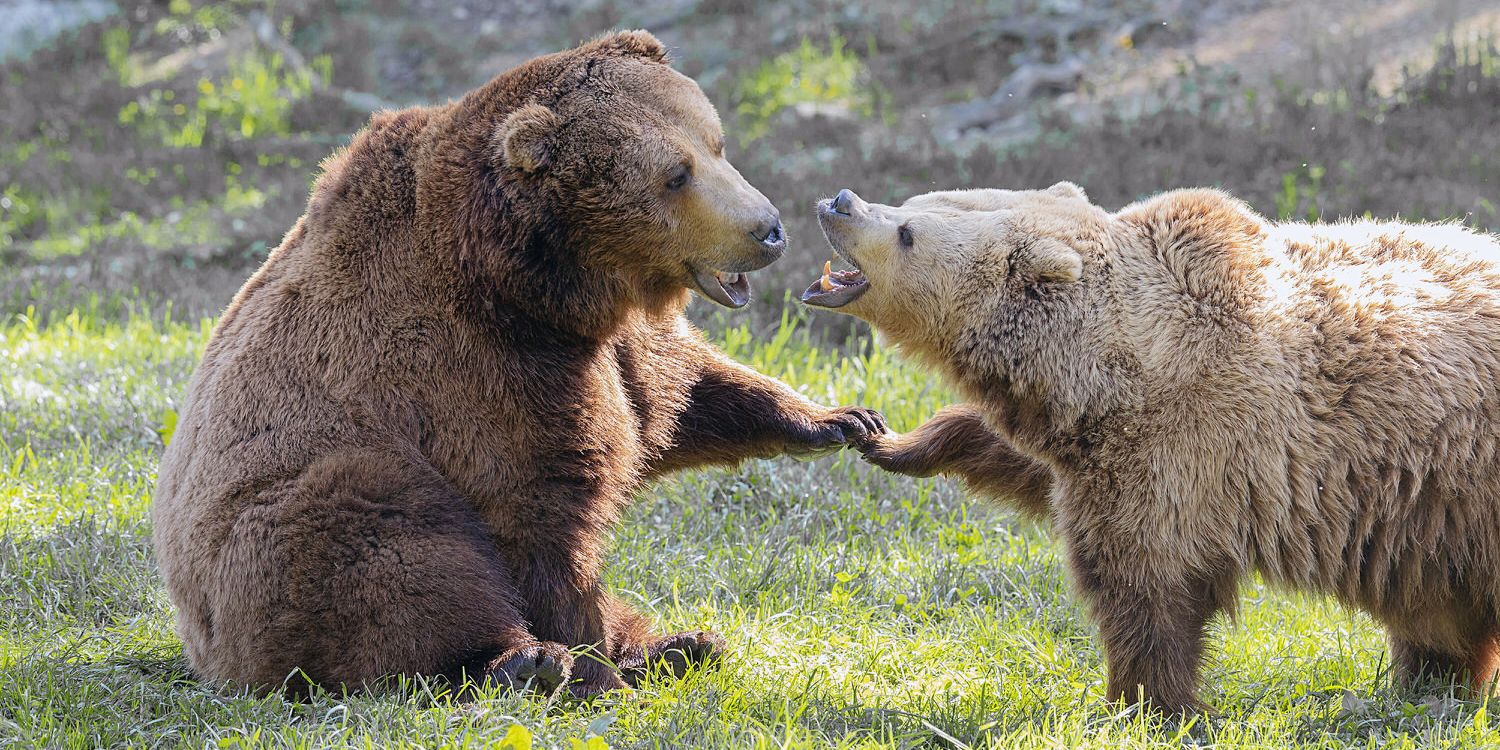 Vereinsmeisterschaft 2025 – Thema: FREI 4