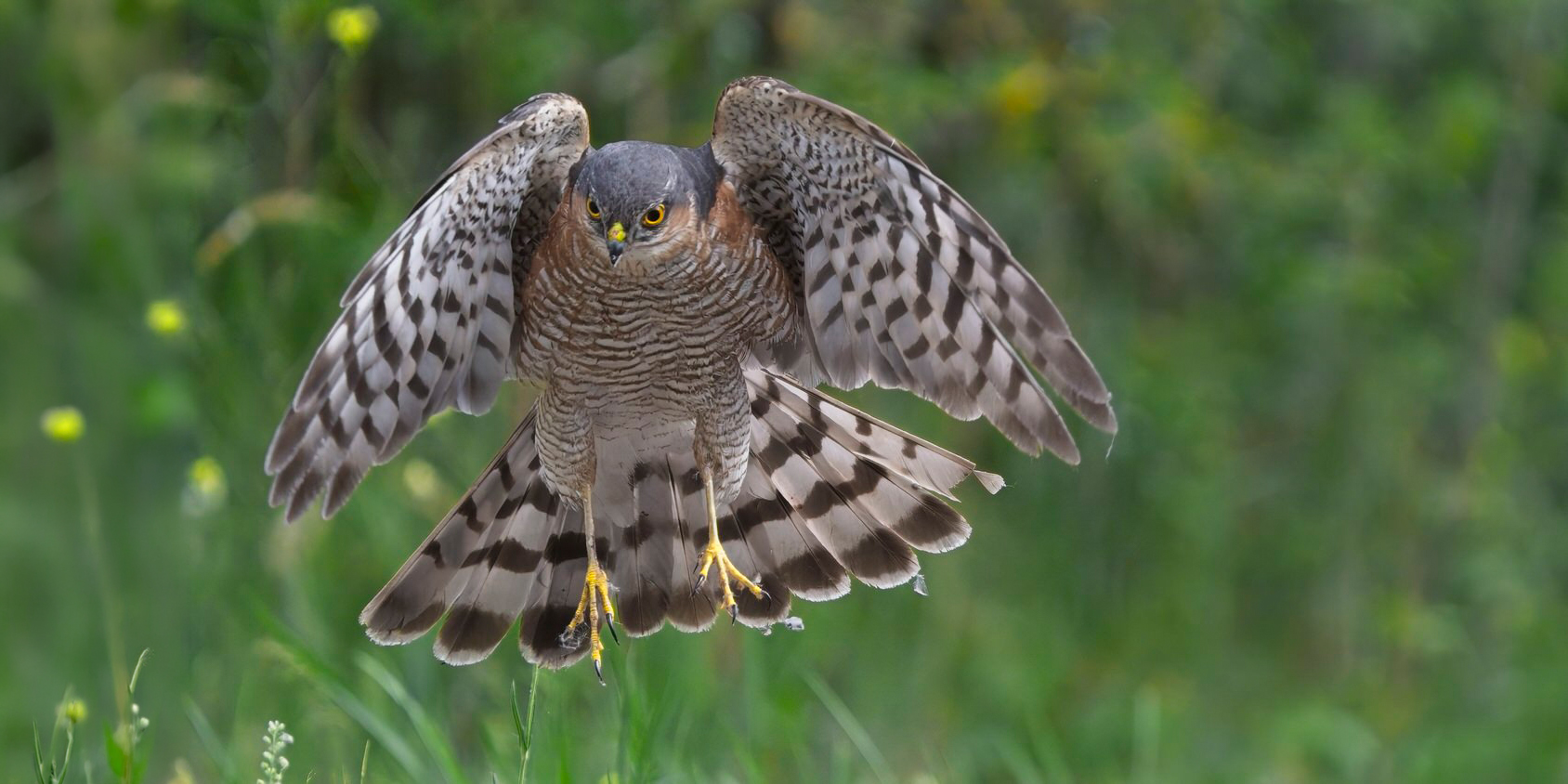 Monatsbilder 03/2026 – Thema: VÖGEL