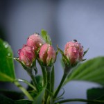 Apfelblüte-1