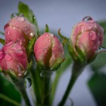 Apfelblüte-4