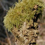 EBra-Naturfiguren-3