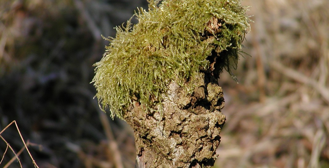 Erwin Brandner – Naturfiguren – 2015