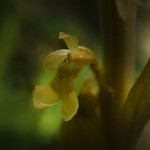 Orchis-HP-Neu-5